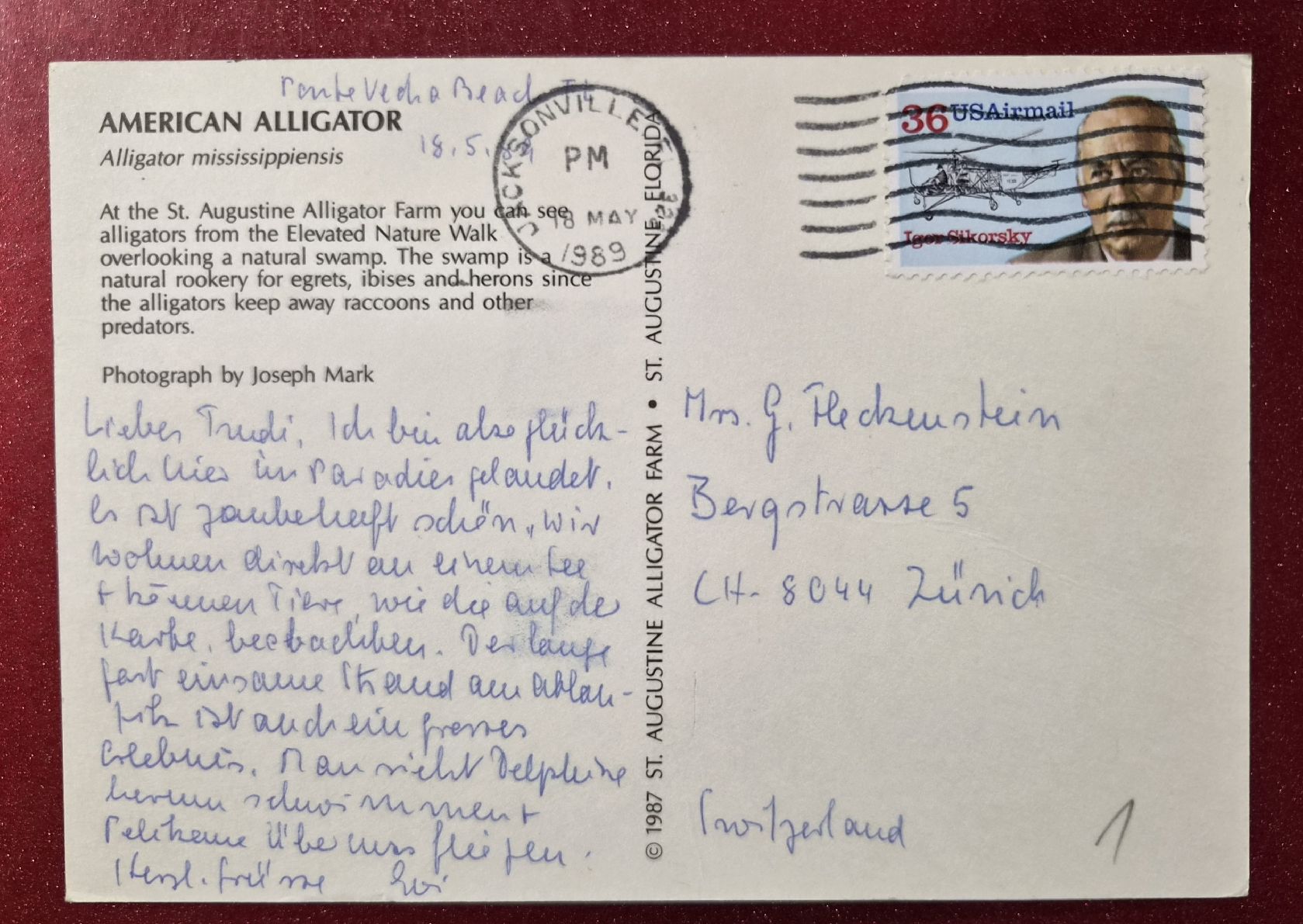 Ansichtskarten: American Alligator St. Augustine Florida 1989 – Gebraucht aus Melchnau von Fishel 1