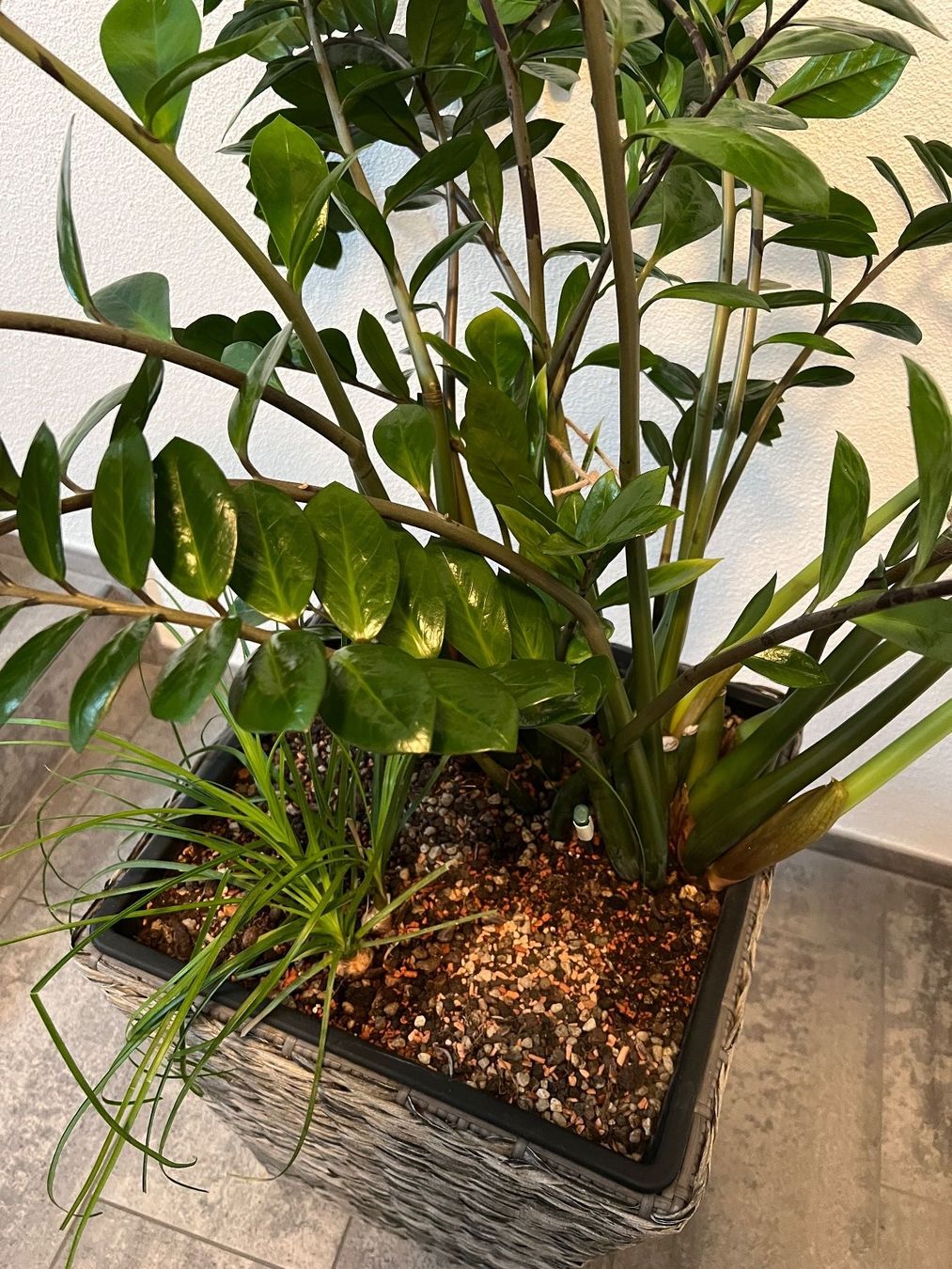 Pflanzen & Samen: Zamioculcas Zamiifolia Glücksfeder – Gebraucht aus Balzers von Alannah 4