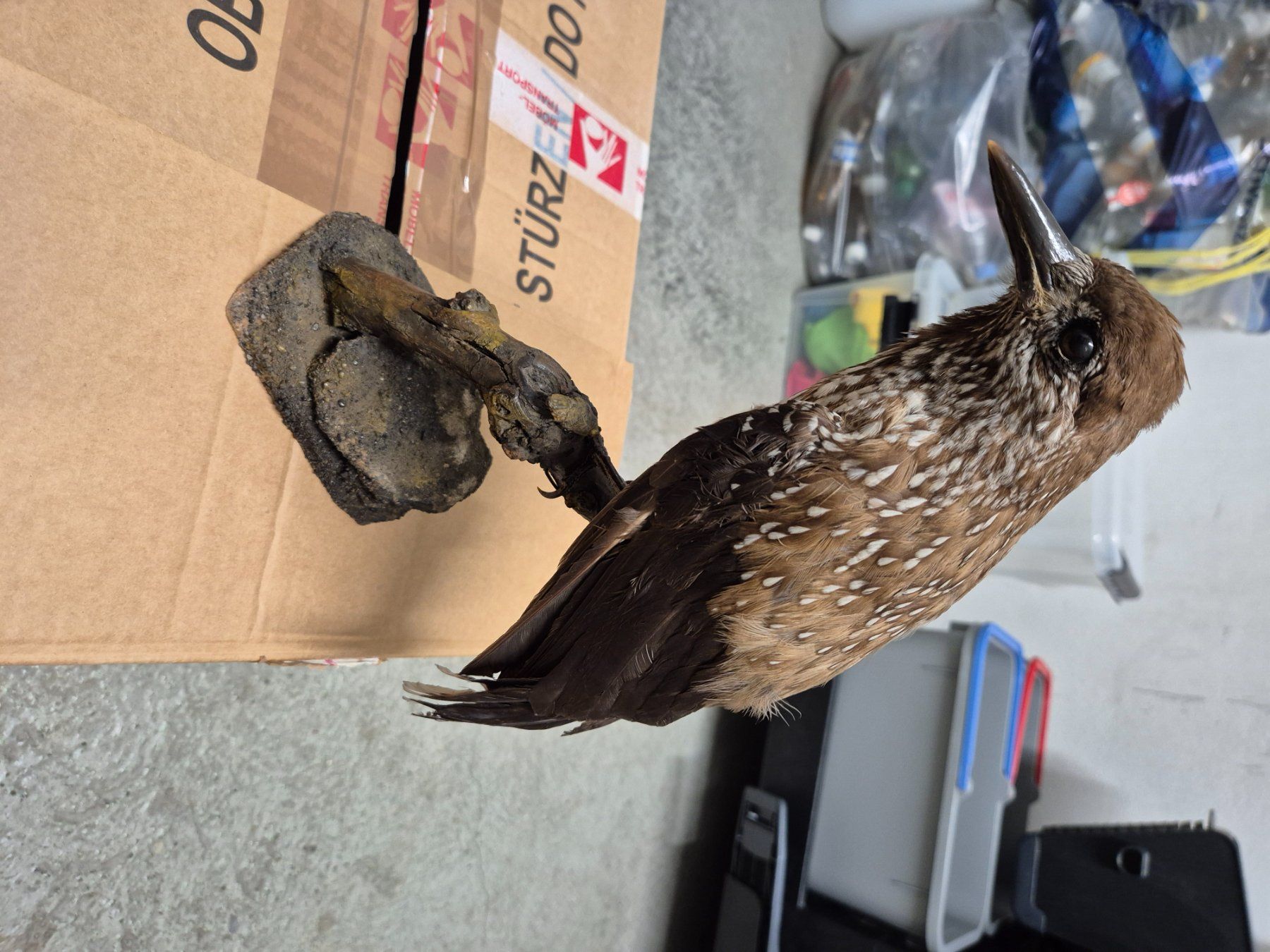 Il mondo degli animali: Ausgestopfte Vögel – Usato da Zürich venduto da Weml
