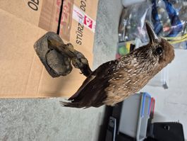 Ausgestopfte Vögel