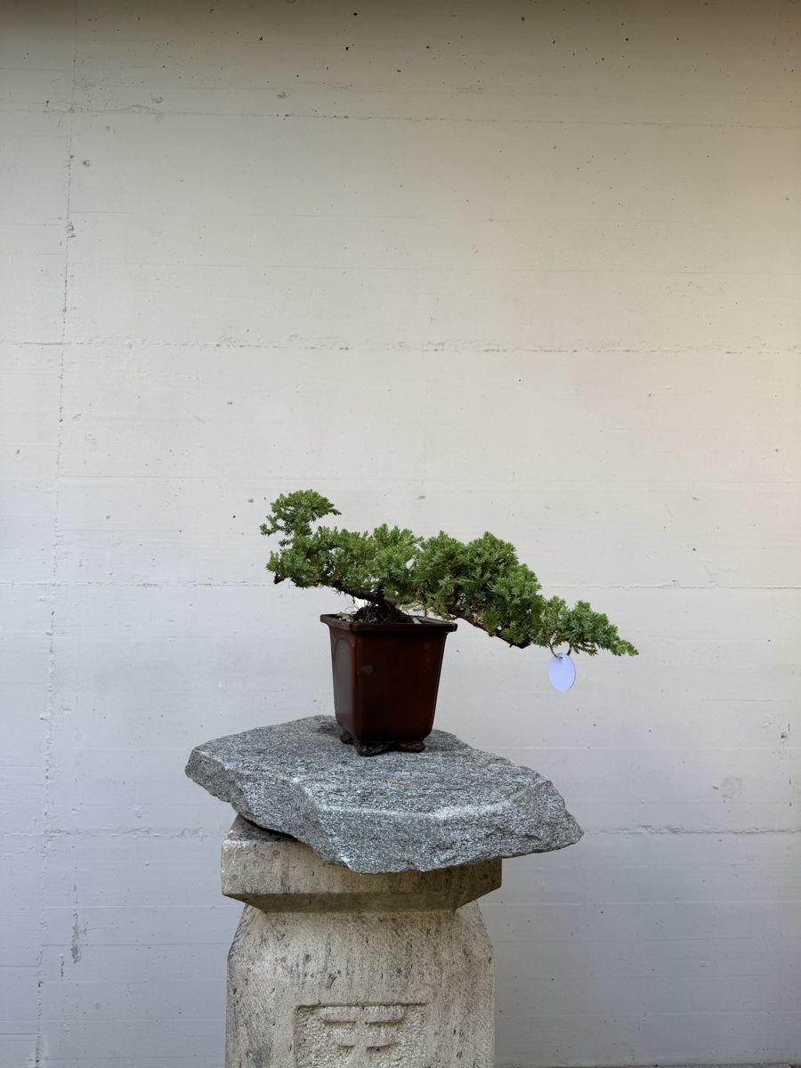 Plantes & graines: Juniperus Kaskaden-Bonsai AB 1.-  – D'occasion à Gossau SG par SolitariusBotanica 1