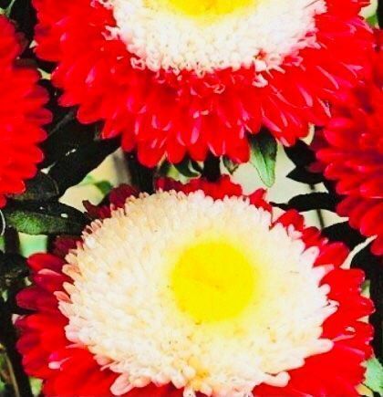 Piante & sementi: 50 SAMEN BLUME ASTERN POMPON – Nuovo e nell'imballaggio originale da Rovio venduto da POSITIFFARTandPLANTS