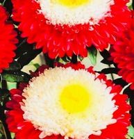 50 SAMEN BLUME ASTERN POMPON