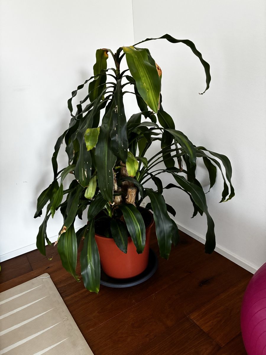 Piante & sementi: Zimmerpflanze Dracaena  – Usato da Grossdietwil venduto da Kikierenda