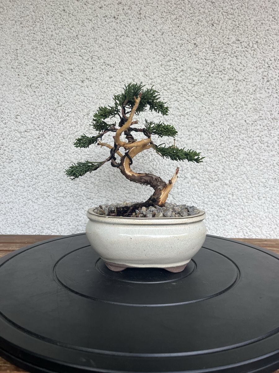 Plantes & graines: Wacholder Bonsai  – Neuf (Voir description) à Hettlingen par BonsaiNaturist.com