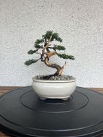 Wacholder Bonsai 