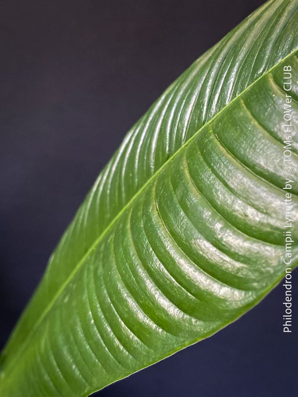 Piante & sementi: Philodendron Campii Lynette - was für ein Blattmuster – Nuovo e nell'imballaggio originale da Adliswil venduto da MarkyForest 4