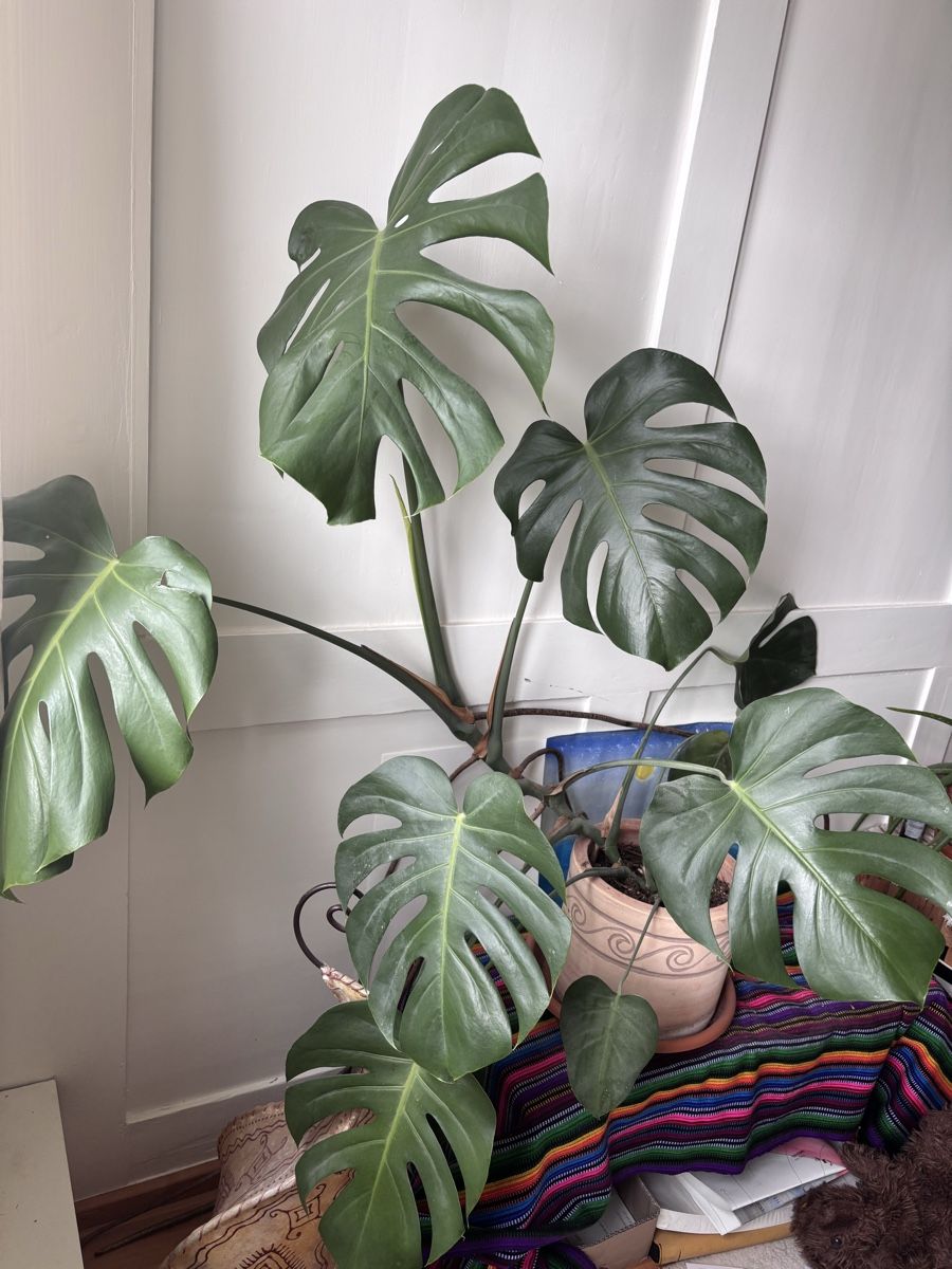 Piante & sementi: Zimmerpflanze Monstera – Usato da Oberrieden venduto da ZehSa 1