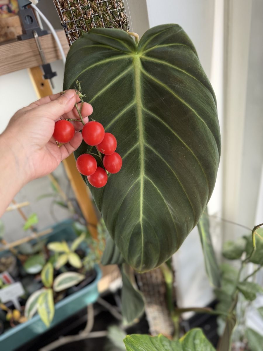 Piante & sementi: Philodendron Gigas – Nuovo (secondo la descrizione) da Buchrain venduto da Stetoscop 2