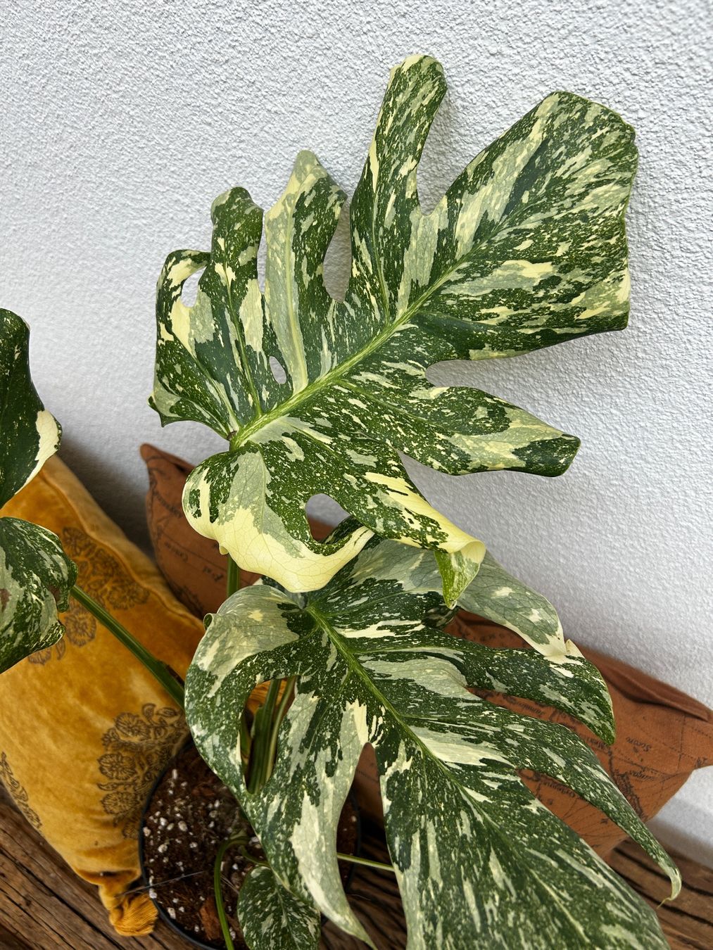 Piante & sementi: Monstera Thai Constellation💚 – Usato da Wattwil venduto da Mikesplantshop 1