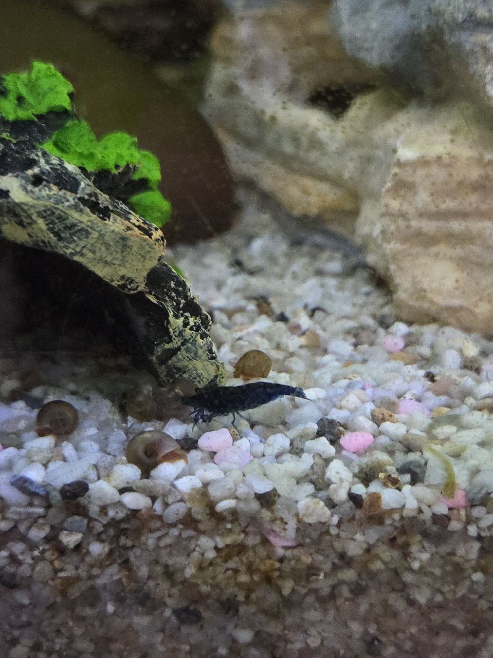 Aquarium: Komplettes Aquarium 260L – Gebraucht aus Gerlafingen von Yamaha-94 2