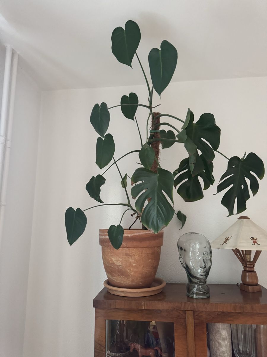 Pflanzen & Samen: Grosse Zimmerpflanze Monstera im Topf – Gebraucht aus Biel/Bienne von leo_h2vb
