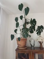 Grosse Zimmerpflanze Monstera im Topf
