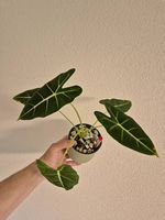 Alocasia Frydek - samtige Eleganz in Grün