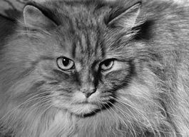 Grosse Fotokarte (14 x 20 cm) - Katze