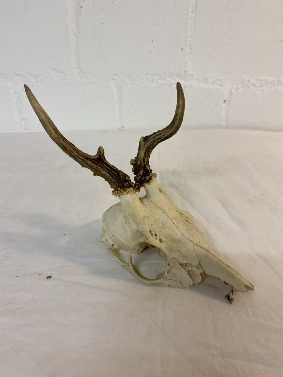 Il mondo degli animali: Rehbock Gehörn Trophäe Jagd Deko – Usato da sursee venduto da trilli-tralli 2