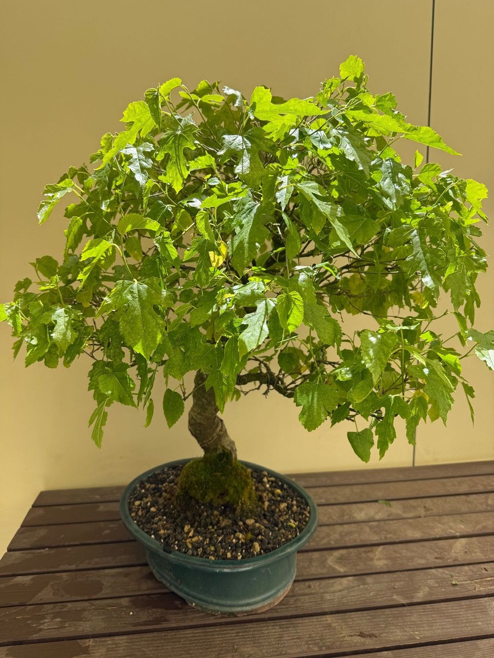 obi bonsai dnger Bonsaidnger - Mineralischer NPK Flssigdnger mit Stickstoff
