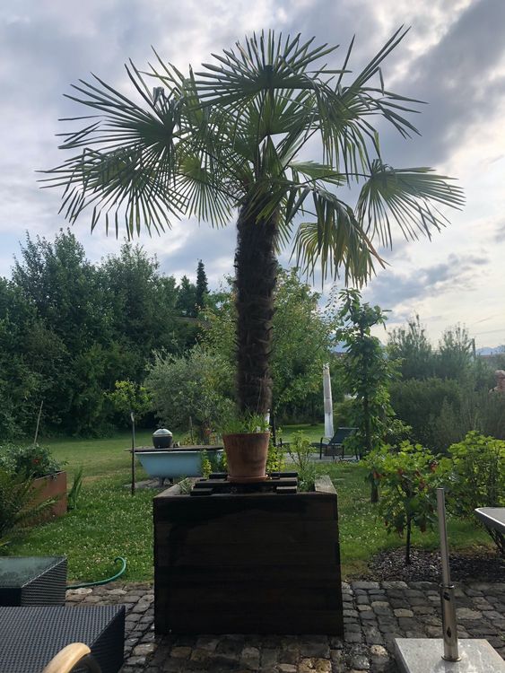 Palme ("TessinerPalme" winterfest, Stammhöhe 2m) Kaufen auf Ricardo