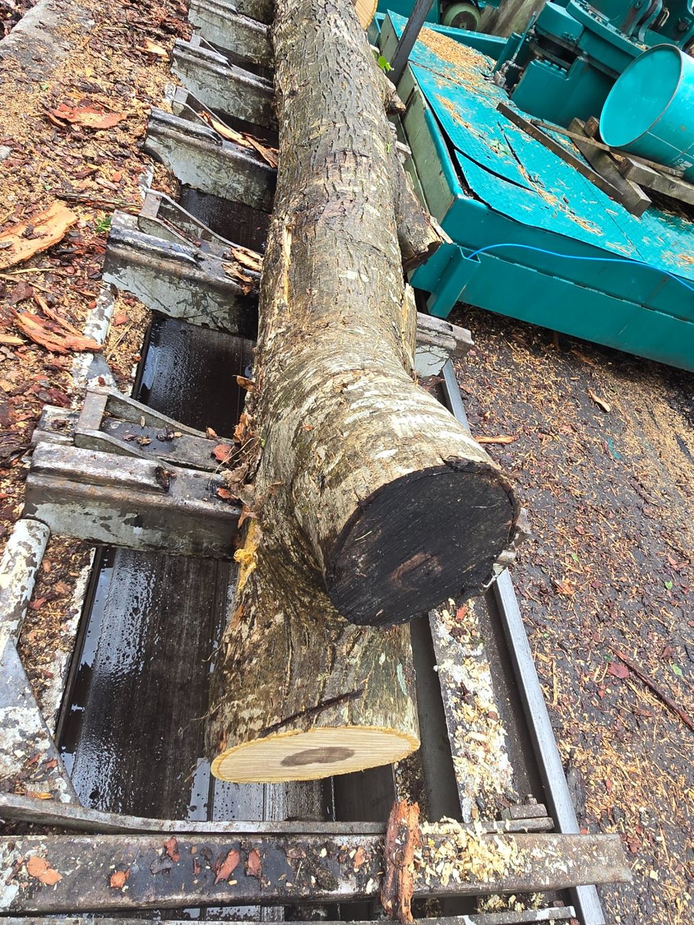 Articoli in legno: Nussbaumstamm Nr.2 – Nuovo (secondo la descrizione) da Ramsei venduto da Waelchris 1