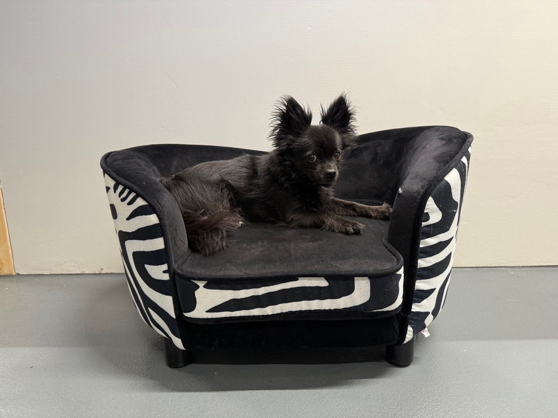Cucce & Letti: Hunde/Büsi-Sofa im stylischen Zebra-Look – Usato da Leimbach AG venduto da SheAmelie 1