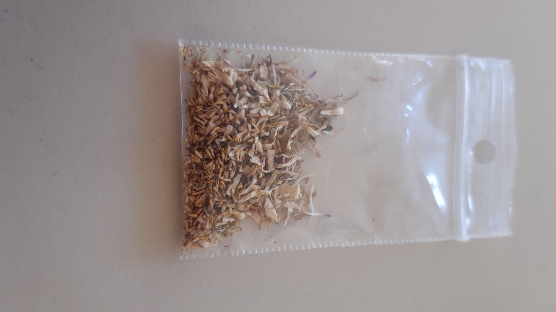 Piante & sementi: 100 Gänseblümchen samen aus bio garten - ESSBAR!! – Nuovo (secondo la descrizione) da Ibach venduto da chaemilochhobbygarte 2
