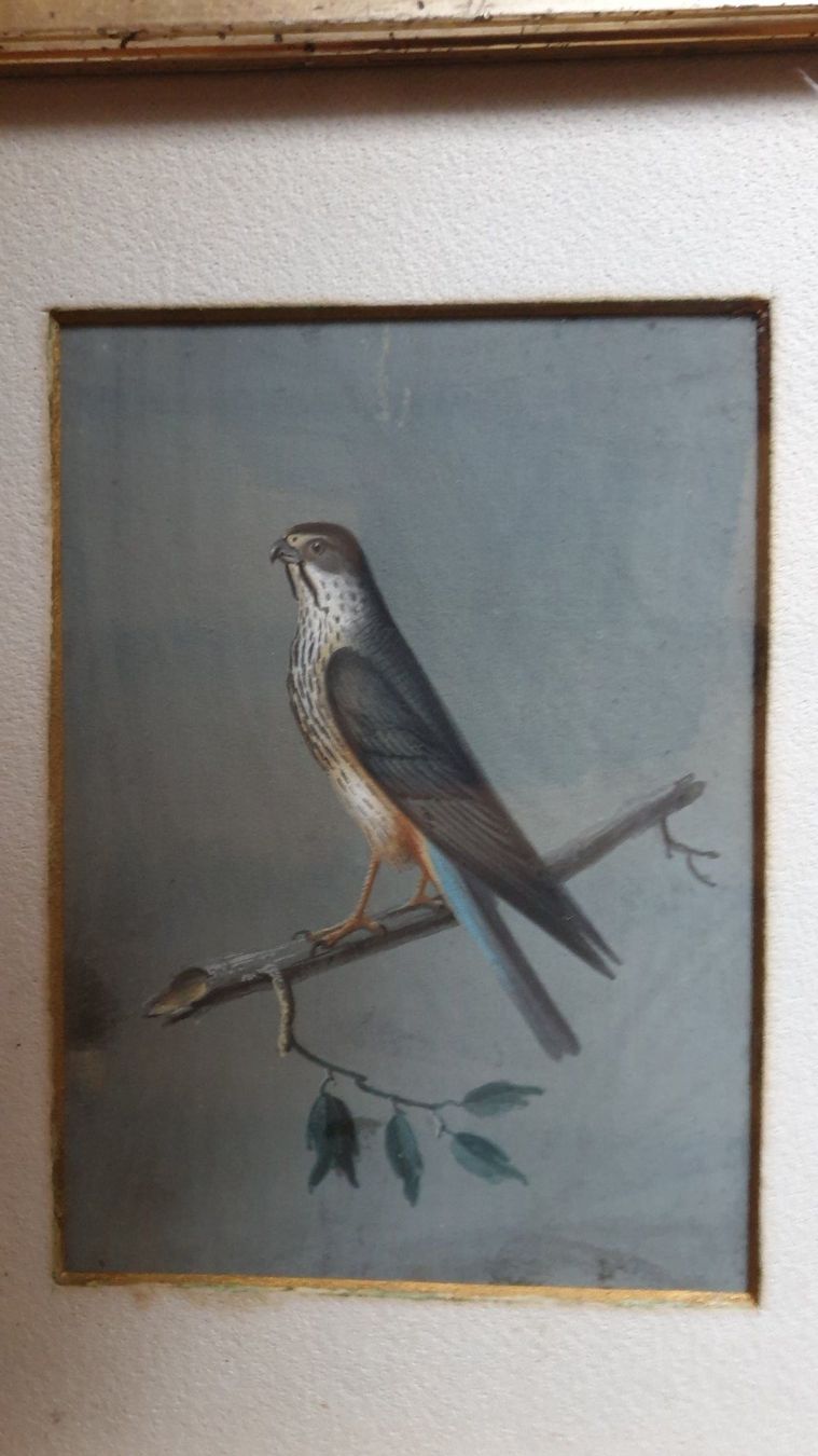 Dipinti: Greifvogel. – Usato da Goldach venduto da armando_r 2