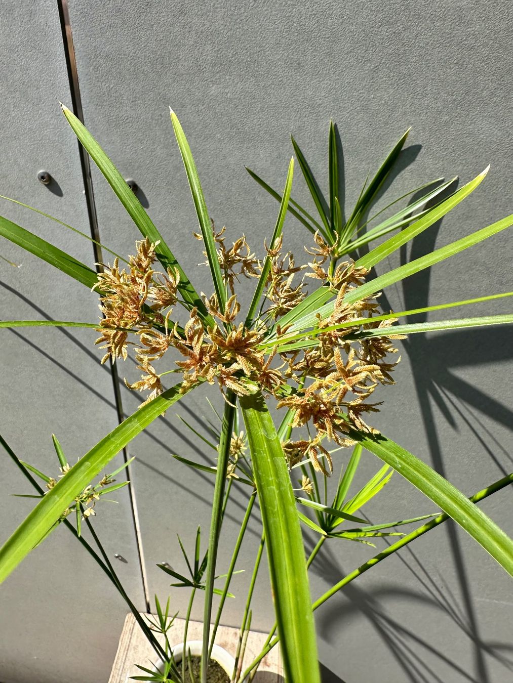 Plantes & graines: PAPYRUS STECKLING – D'occasion à Zürich par NIKI777 2