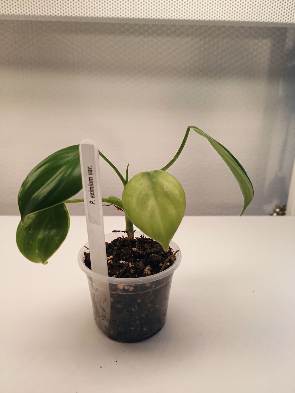 Pflanzen & Samen: Philodendron eximium variegata  – Gebraucht aus Luzern von sann2 1