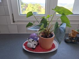 Zimmerpflanze Anthurium mit Keramik Kuh Dekoration