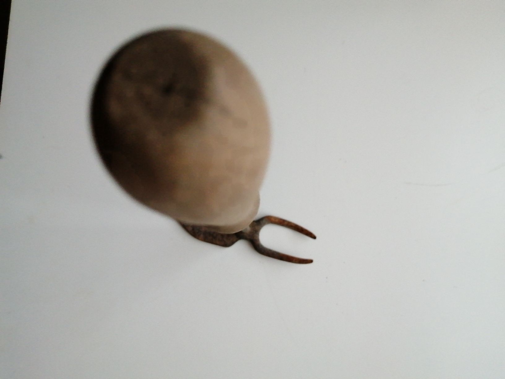 Tutti gli attrezzi: Antikes Gartenwerkzeug, Vintage – Usato da Honau venduto da holunder3 4