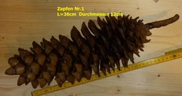 Riesen-Zapfen Nr.1, amerik.Nadelbaum 36cm! Dekoration