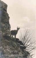 Steinbock im gebiete der grauen Hörner St. Gallen Oberland