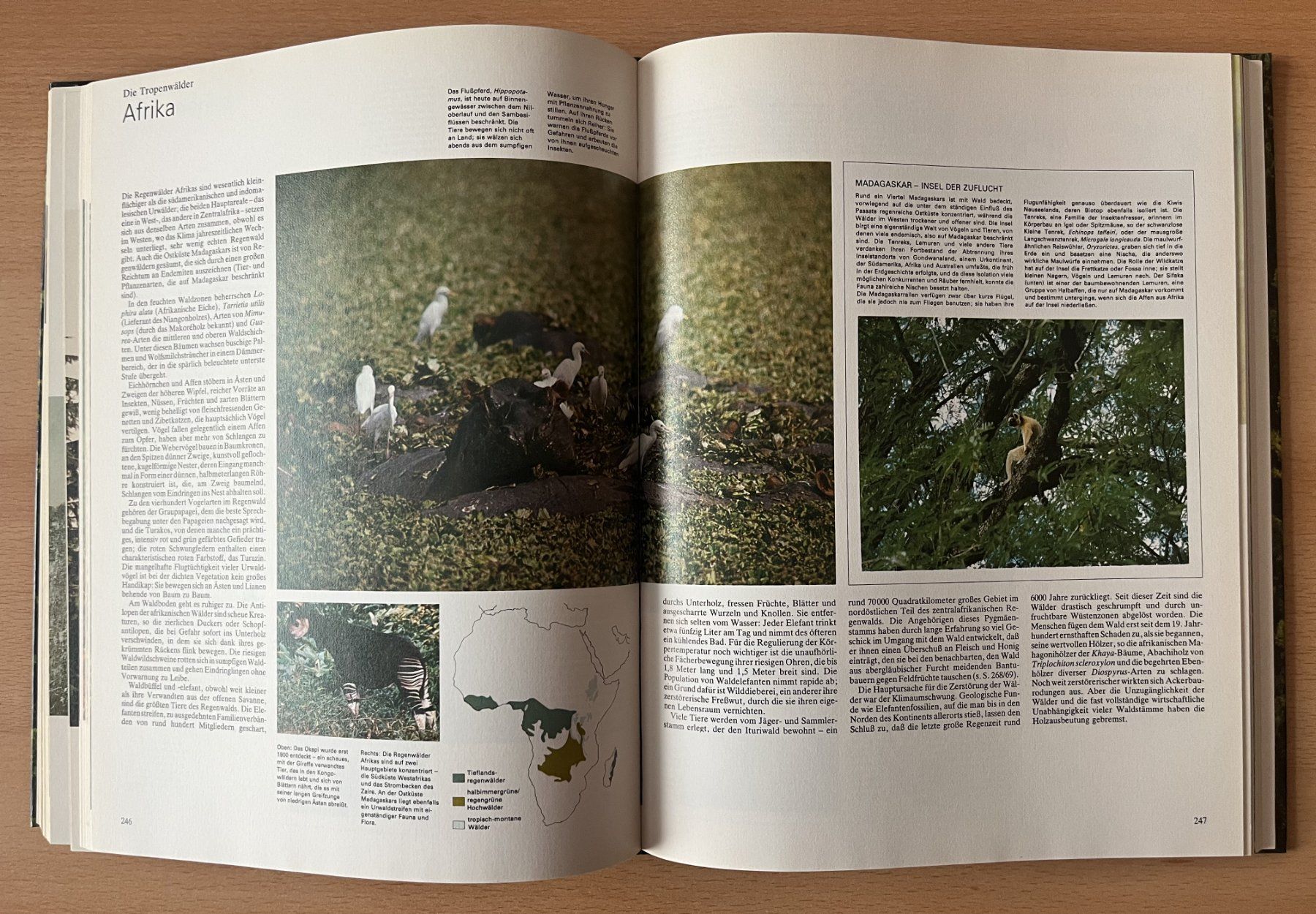 Libri: Das grosse Buch der Wälder und Bäume – Usato da Lausen venduto da Mondeo10628 7