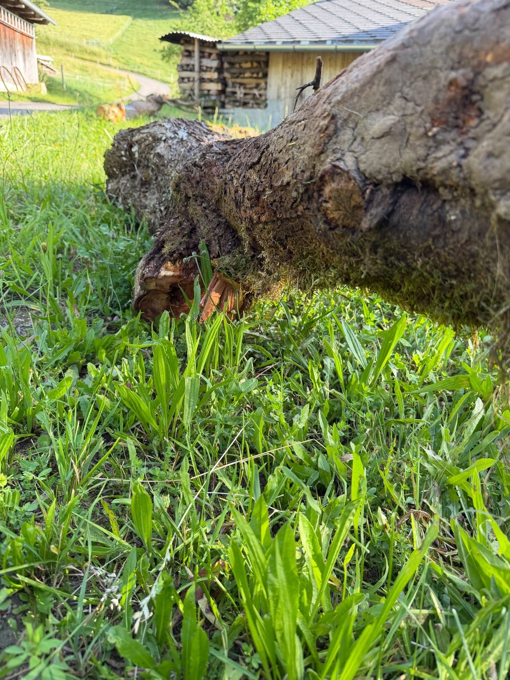 Holzartikel: Baumstamm Zwetschgen – Gebraucht aus Huttwil von Burk3 6