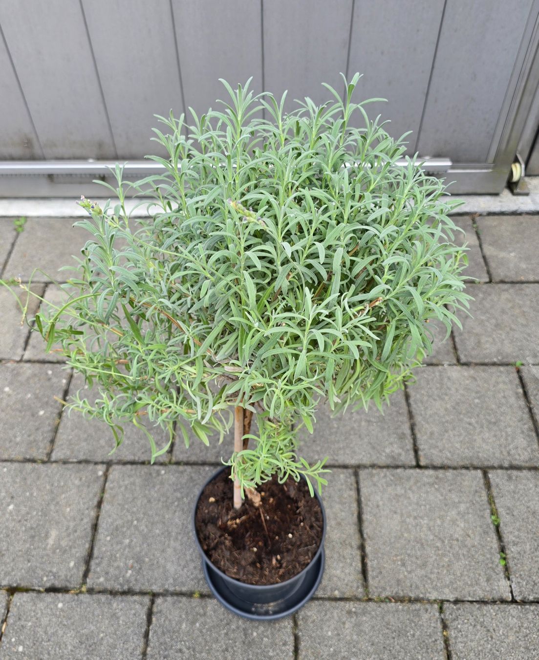 Pflanzen & Samen: Lavendel Hochstamm – Gebraucht aus Aarburg von popkorn65 2