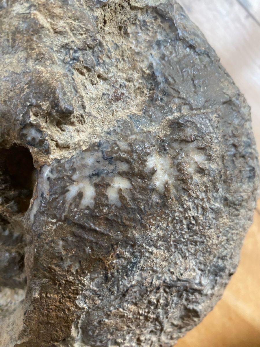 Fossili: Ammonit – Usato da Liestal venduto da Stephanoceras1 3