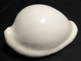 OVULA OVUM;--WEISSE MEERES-MUSCHEL;-51,7 MM; KEINE DEFEKTE !