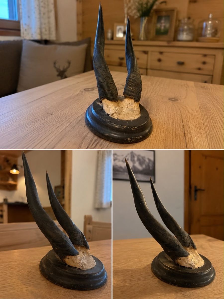 Skulpturen & Statuen: Geweih auf Holzsockel – Neu und originalverpackt aus Tennwil von Zaylaaa