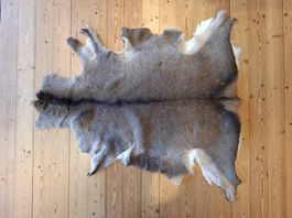 Schönes Hirschfell