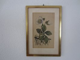 2 BILDER BLUMEN, RAHMEN VERG., AB NUR 1.- FR., SIEHE FOTOS