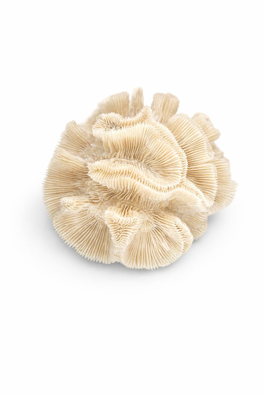 Fossilien: Corail naturel – Gebraucht aus Territet von Cenh