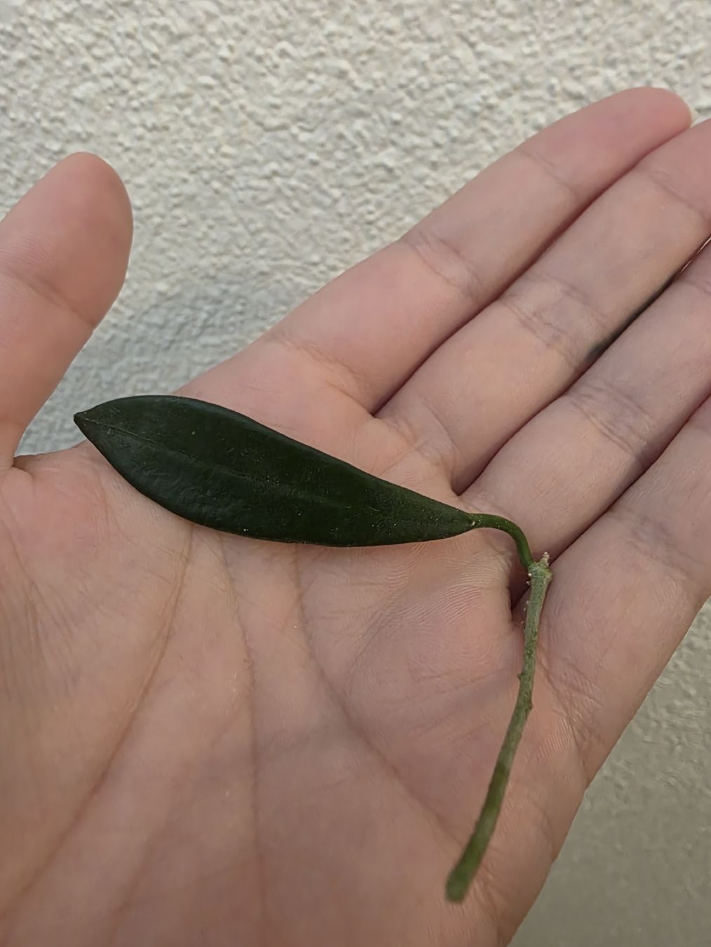 Piante & sementi: Hoya Longifolia Steckling  – Usato da Rapperswil SG venduto da LuiSchi