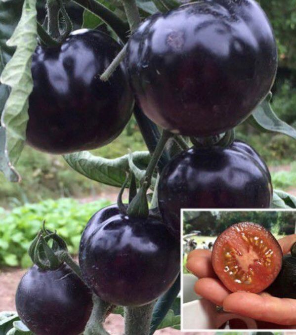 Pflanzen & Samen: 10 SAMEN Tomaten Précoce BIO BOSQUE BLUE – Neu und originalverpackt aus Rovio von POSITIFFARTandPLANTS 7