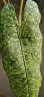 🤩Alocasia Boyceana Shattered Glass Rhizom 