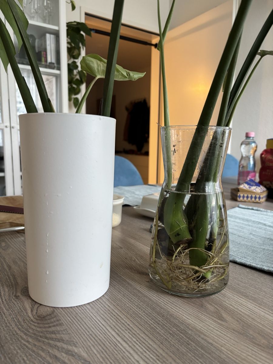 Piante & sementi: Monstera Ableger mit Wurzeln – Nuovo (secondo la descrizione) da Zürich venduto da birokitti 1