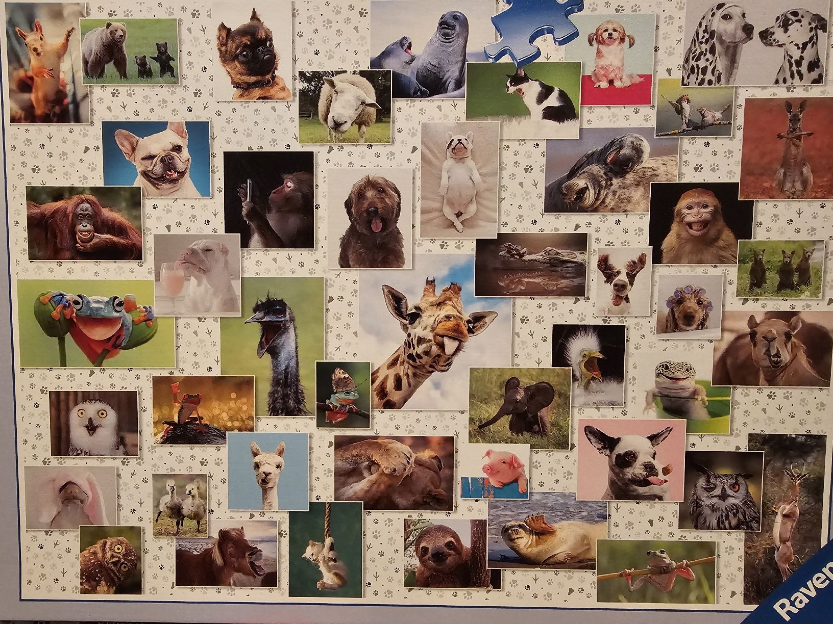 Ravensburger Puzzle: Ravensburger Puzzle "Hunde" 1500 Teile – Nuovo (secondo la descrizione) da Bütschwil venduto da Taranabo