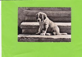 Jeune chien de l'Hospice du Grand St. Bernard
