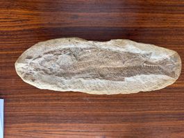 Fossilienfund: Sensationeller Fisch Fossil - Rarität!