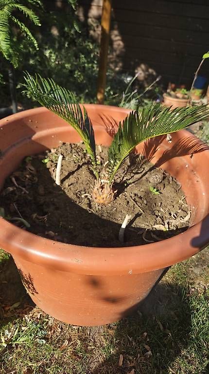 Plantes & graines: Cycas Revoluta – D'occasion à Pfaffnau par Hawaiano 2