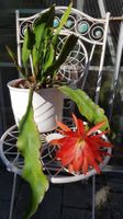 Epiphyllum Blattkaktus blühfähiger Stock orangerot verblüht